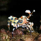 Harlequin Shrimp
